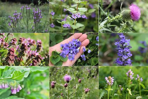 16 Weeds With Purple Flowers Identification Guide — Practical Self Reliance