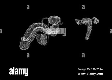 3d Male And Female Genitals Rotates On Black Bg Reproductive System