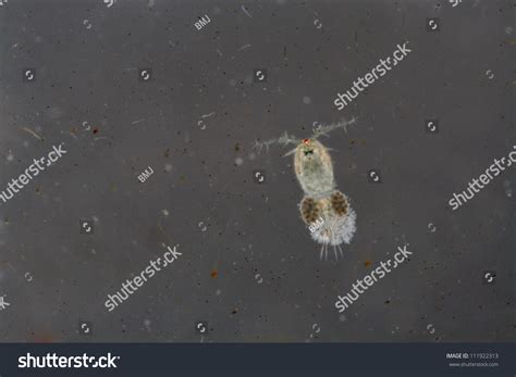calanoid copepods royalty    stock images shutterstock