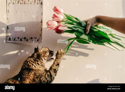 cute cat playing with tulips in morning in room. funny moments with ...