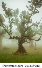 Oldest Laurel Forest Madeira Stock Photo 2198024313 | Shutterstock