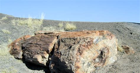 JessStryker.com: Petrified Log That Looks Like Real Wood