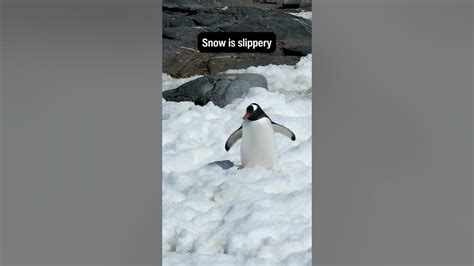 Cute Penguin Falling Over Snow Is Slippery Penguin Penguins Shorts