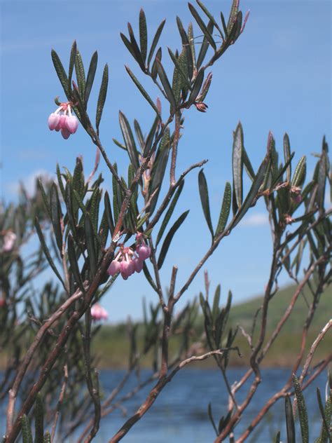 Andromeda Polifolia Bog Rosemary Go Botany