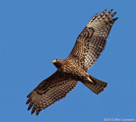 North Central Texas Birds Red Tailed Hawk