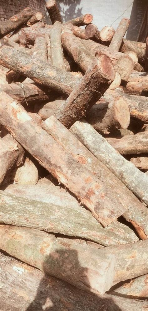 Round Pine Wooden Logs At Rs Quintal In Patiala Id