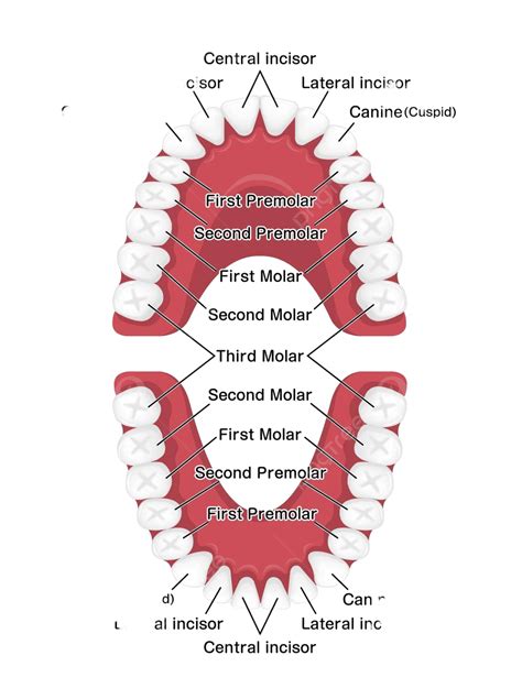 Human Permanent Teeth Chart Vector Illustration Upper Teething Organ