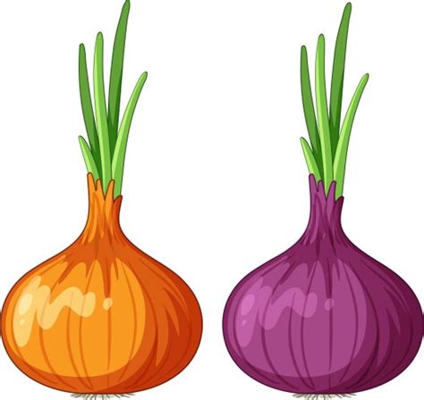 Isolated Red Onion Cartoon Royalty Free Vector Image