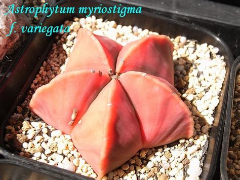 Astrophytum Myriostigma Kouyou