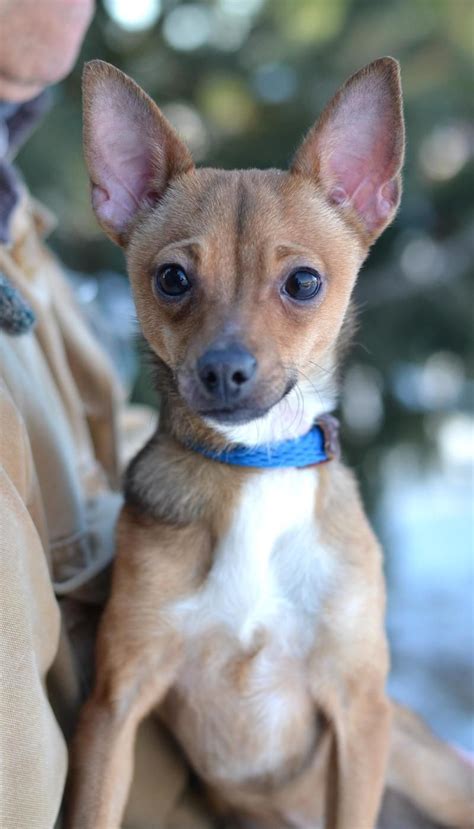 Chiweenie Rat Terrier Chihuahua Mix Pets Lovers