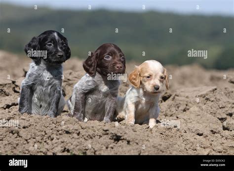 Dog Brittany Spaniel / Epagneul breton three puppies different colors ...