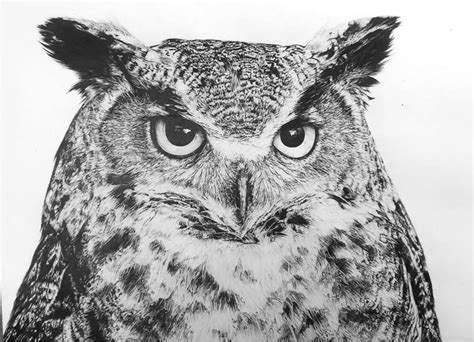 Great Horned Owl Drawing by Megan Goldie | Saatchi Art