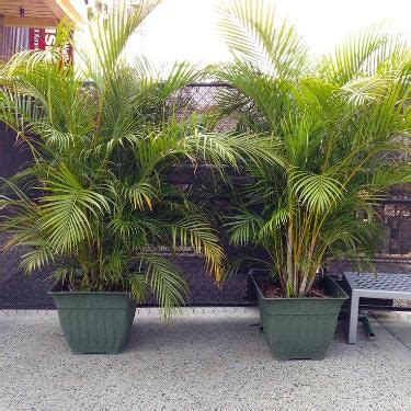 palm plant trees indoor idea | palm plant garden ideas | Indoor palm ...