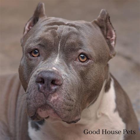 Pitbull Labrador Mix: All You Need To Know