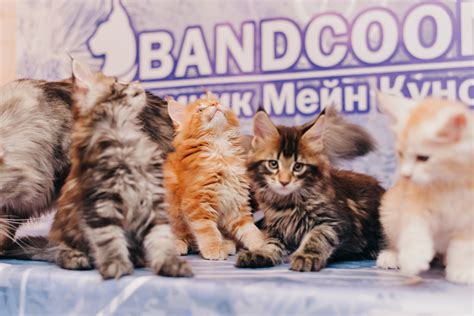 kittens cattery mein coon bestbandcoon