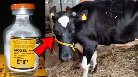 Cow Video Moxel Injection Mg Best Medicine For Udder Teats