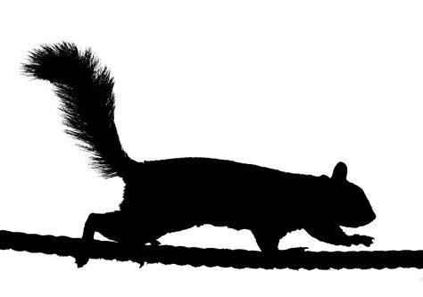 Squirrel Outline Free Download On Clipartmag