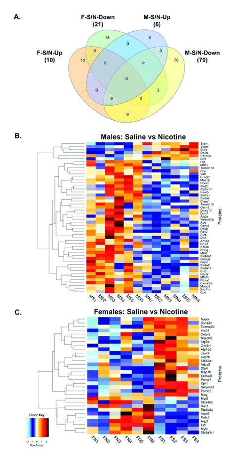 Differential Expression Of Bdev Proteins In Male And Female Rats Post Download Scientific