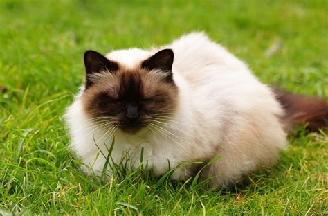 The Best Food For Himalayan Cats Great Health And Energy Choosey Cats