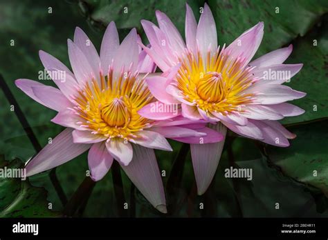 Nelumbo nucifera una planta acuática también conocida como loto indio