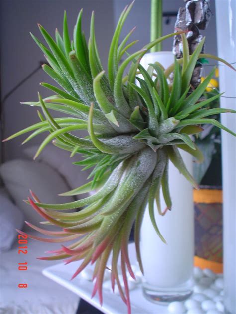 Tillandsia ionantha (Air Plant) | North Carolina Extension Gardener ...