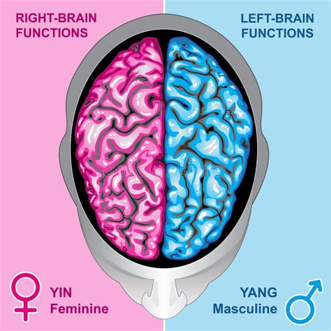 El Cerebro Humano a La Izquierda E a La Derecha Funciona Ilustración