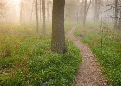 Sunrise Over a Path into the Forest Stock Photo - Image of footpath ...