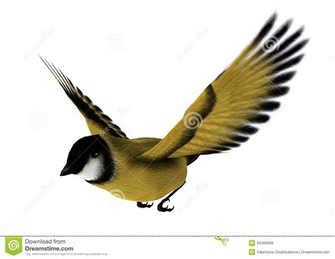 Goldfinch Clipart Clipground