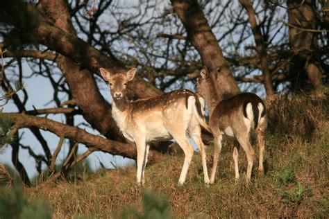 Amsterdamse Waterleidingduinen 14 04 12 Damhert Fallow Flickr