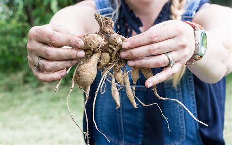 How To Store Potted Dahlias Easy Winter Prep Tips My Heart Lives Here