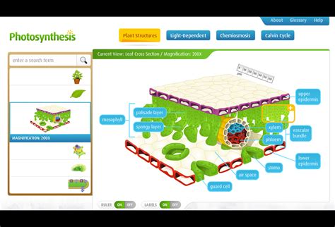 Strass Learning Design Photosynthesis