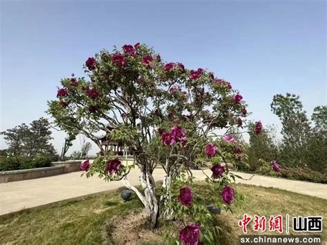 太原植物园赏花：与春日撞个满怀 中国新闻网 山西 影响山西的力量 中新山西网