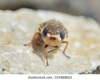 35 The Sheep Fly Images Stock Photos Vectors Shutterstock