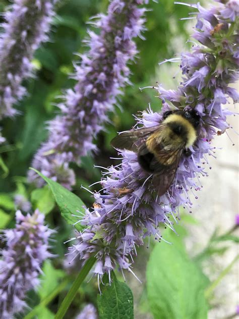 Rare Bumble Bee Lands in St. Thomas Pollinator Path - Newsroom | University of St. Thomas