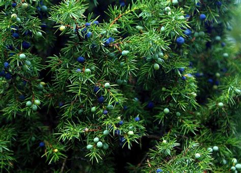 Enebro Caracter Sticas Cultivo Cuidados Usos Y Propiedades Planta