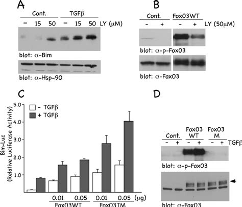 Tgf Increases Bim Expression And Promoter Activity In The Presence Of