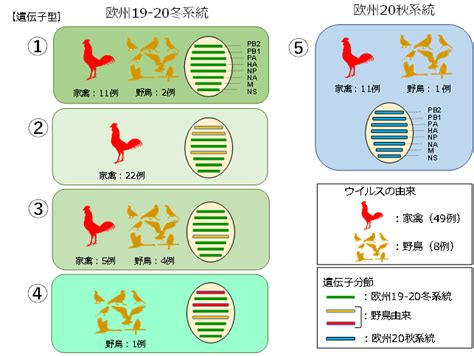 研究成果 今季国内の高病原性鳥インフルエンザウイルスの遺伝的多様性 プレスリリース・広報