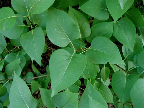 Syringa Vulgaris Common Lilac Leaves The Wood Of Lilac I Flickr