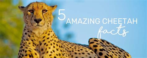 5 Cheetah Amazing Facts | Wild in Africa