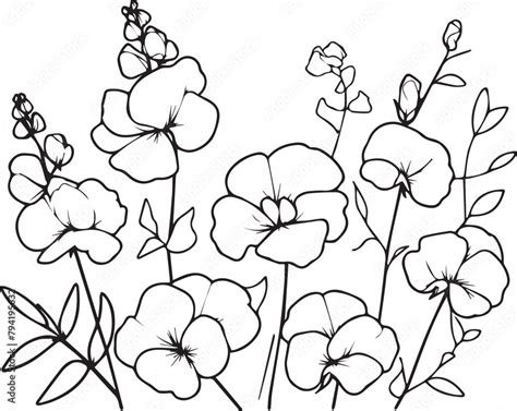 Sweet Pea Flower Drawings Sweet Pea Flowers Colorless Black And White