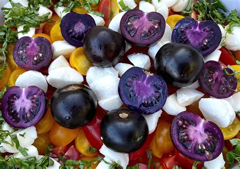 Ge Purple Tomato Seeds Now Available To Home Gardeners In The Us Crop