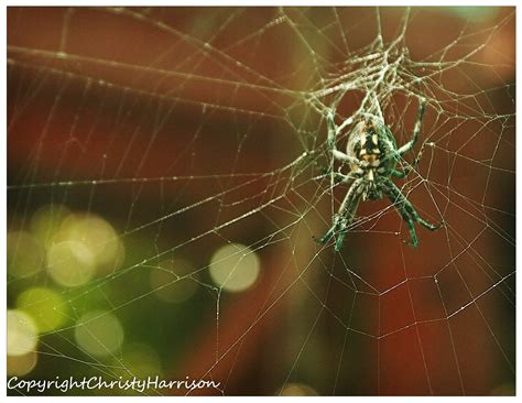 Come into my Spider Web | Shutterbug