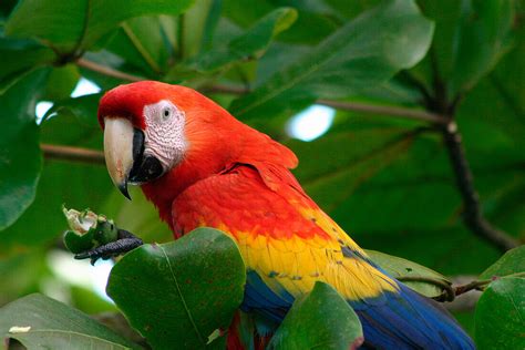 Scarlet Macaw in tree, Wildlife, Costa … – License image – 70260908 ...