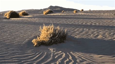 Tumbleweed Barren GIF - Tumbleweed Barren Desert - Discover & Share GIFs