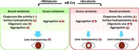 The Structural And Functional Consequences Of Melatonin And Serotonin On Human αb Crystallin And