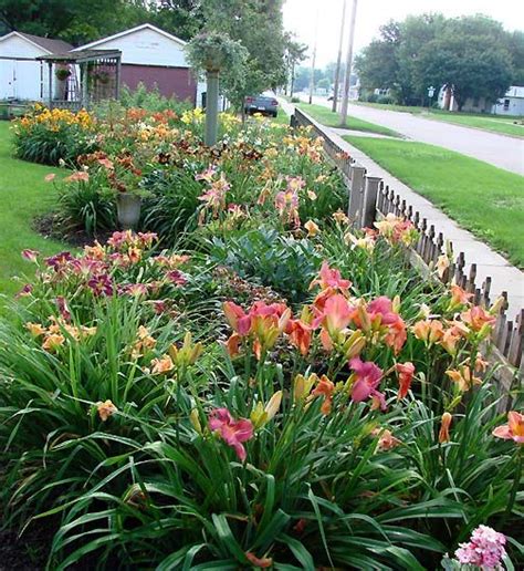 Daylilies Daylily Garden Day Lilies Daylilies