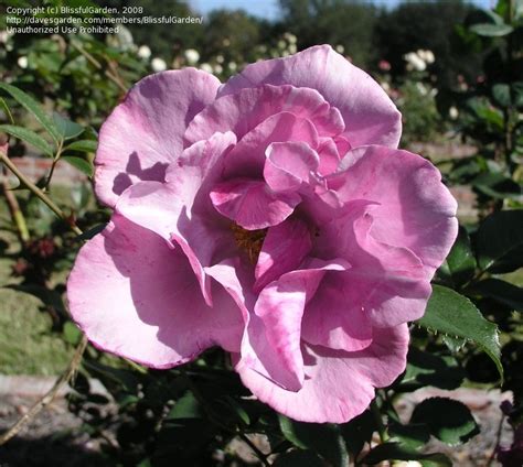 Роза Блуберри Фото И Описание – Telegraph