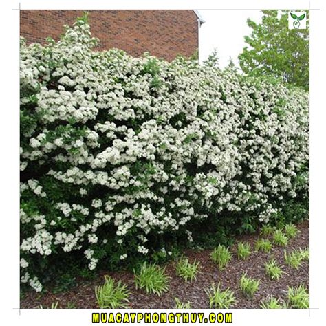 Чубушник кустарник розовый (79 фото)