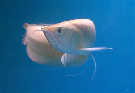 Carnivorous Tropical Fish Albino Silver Arowana