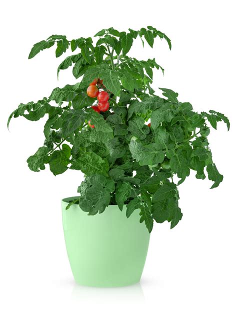 Quelles variétés de tomates pour une culture en pot Blog de Graines